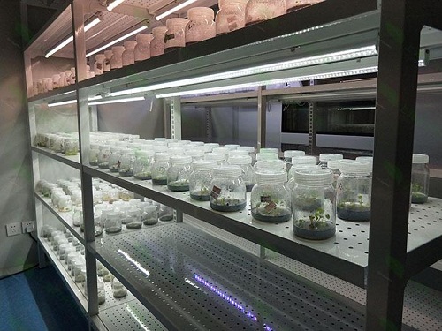 惠城植物组织培养实验室设计建设方案